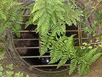 Fern-Covered Well, Water Engineers, Water Filtration in Ipswich, Suffolk